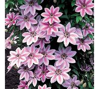 GardenersDream Clématite Nelly Moser, arbuste à fleurs - Plante grimpante d'extérieur à feuilles caduques et denses - Arbuste de jardin d'extérieur captivant (2L pot inclus)