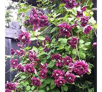 GardenersDream Clématite Purpurea Plena Elegans - Plante Grimpante à Fleurs Doubles Résistante au Froid - Clématite Vivace Persistante - Plante Extérieur Bordeaux