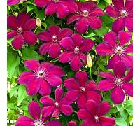 GardenersDream Clématite Rouge Cardinal - Plante Grimpante Rouge Carmin Résistante au Froid - Clématite Vivace Persistante - Plante Extérieur Rouge Velours