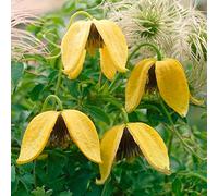 GardenersDream Clématite Tangutica - Plante Grimpante Jaune Résistante au Froid - Clématite Vivace Persistante - Plante Extérieur à Fleurs en Clochettes