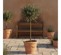 GardenersDream de Olivier Olea Europaea - Plante de jardin persistante vivante en pot - Plante d'extérieur nécessitant peu d'entretien - Idéale pour les bordures et les pots (80-90 cm, pot de 19 cm)