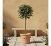 GardenersDream de Olivier Olea Europaea - Plante de jardin persistante vivante en pot - Plante d'extérieur nécessitant peu d'entretien - Idéale pour les bordures et les pots (95-105 cm, pot de 21 cm)