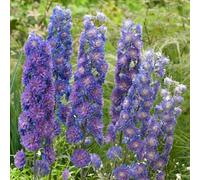 GardenersDream Delphinium Highlander Blue en Pot - Plante de Jardin Florale Élancée et Captivante - Perenne Robuste d’Extérieur pour Jardin et Bordures (incl. Pot 11 cm)