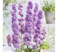 GardenersDream Delphinium Highlander Violet en Pot - Plante de Jardin Fleurie à Épis Majestueux - Perenne d’Extérieur pour Jardin et Bordures (incl. Pot 11 cm)