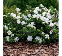 GardenersDream Gardenia Jasminoides 'Crown Jewel' - Jasmin Etoile Odorant - Arbustes Persistants en Pot - Arbustes à Fleurs