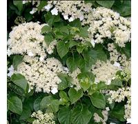 GardenersDream Hydrangea Petiolaris - Hortensia Grimpant Résistant au Froid - Plante Grimpante à Fleurs Blanches - Plante Extérieur pour Zones Ombragées