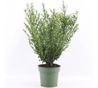 GardenersDream Ilex Crenata 'Jenny' - Plantes de Haie Persistantes, Robustes et Faciles d’Entretien - Arbustes pour Bordures et Topiaires Toute l’Année