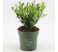 GardenersDream Ilex Crenata 'Jenny' - Plantes de Haie Persistantes, Robustes et Faciles d’Entretien - Arbustes pour Bordures et Topiaires Toute l’Année