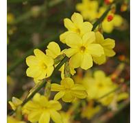 GardenersDream Jasminum Nudiflorum - Jasmin d'Hiver - Plante Grimpante Jaune Résistante au Froid - Plante Extérieur Floraison Hivernale
