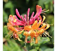 GardenersDream Lonicera Gold Flame - Chèvrefeuille Flamboyant Résistant au Froid - Plante Grimpante Jaune-Rouge - Plante Extérieur Parfumée