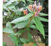 GardenersDream Lonicera Henryi - Chèvrefeuille Persistant Résistant au Froid - Plante Grimpante Brun-Rouge - Plante Extérieur Tolérant l'Ombre
