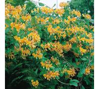 GardenersDream Lonicera Tellmanniana - Chèvrefeuille Orange Résistant au Froid - Plante Grimpante Éclatante - Plante Extérieur Attirant les Abeilles