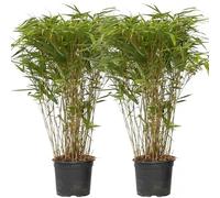 GardenersDream Lot 2 Bambous Fargesia Nitida Gansu - Bambou Rustique Persistant Non Invasif - Chaumes Violet Foncé Brise-Vue Jardin Terrasse - Hauteur 40-60 cm Pot 17 cm