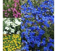 GardenersDream Lot de 3 plantes alpines mixtes - Plantes d'extérieur à feuillage persistant pour le jardin - Arbustes fleuris prêts à l'emploi (10-20 cm, pot de 9 cm inclus)