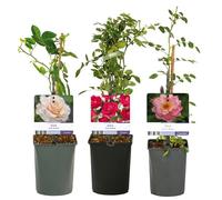 GardenersDream Lot de 3 Rosiers en Pot - Royal Queen, Snow Queen et Salmon Queen - Arbustes de Jardin Faciles d’Entretien pour Bordures, Terrasses et Bacs
