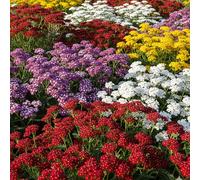 GardenersDream Lot de 4 Achillées en Pots - Achillées Colorées Rouge, Blanche, Violette et Jaune - Plantes Vivaces Rustiques à Fleurs pour Jardin Extérieur (incl. Pot de 11 cm)