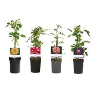 GardenersDream Lot de 4 Rosiers en Pot - Royal Queen, Spring Queen, Salmon Queen et Veilchenblau - Arbustes de Jardin Faciles d’Entretien pour Bordures et Contenants