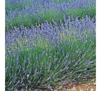 GardenersDream Lot de 6 Lavandes Angustifolia - Plantes de jardin à feuillage persistant - Lavandes d'extérieur pour jardin - Arbustes à fleurs captivantes