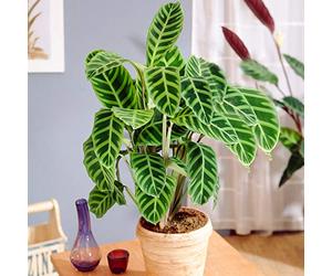 GardenersDream Marante Zébrée en Panier (Calathea Zebrina) - Véritable Pot de Fleur d'Intérieur - Pot de Plante Interieur Purifiant l'Air - Plantes Exotiques dans un Pot Décoratif 30-40 cm