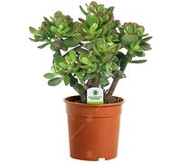 GardenersDream : Mini Plante Verte Crassula Ovata - Plante d'Intérieur - Succulentes Naturelles en Pots - Décoration Végétale - Purificateur d'Air - Facile à Entretenir, Arbre d'argent
