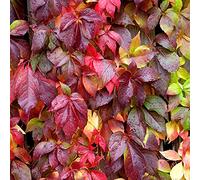GardenersDream Parthenocissus Engelmannii - Vigne Vierge Résistante au Froid - Plante Grimpante Auto-Agrippante - Plante Extérieur Couleurs d'Automne