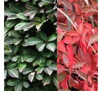 GardenersDream Parthenocissus Henryana - Vigne Vierge Argentée Résistante au Froid - Plante Grimpante Décorative - Plante Extérieur pour Ombre