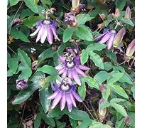 GardenersDream Passiflora Amethyst - Fleur de la Passion Violette - Plante Grimpante Exotique - Plante Extérieur Exceptionnelle