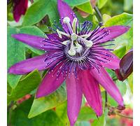 GardenersDream Passiflora Beervelde - Fleur de la Passion Multicolore - Plante Grimpante à Grandes Fleurs - Plante Extérieur Exotique