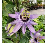 GardenersDream Passiflora Betty Myles Young - Fleur de la Passion Rose - Plante Grimpante Florifère - Plante Extérieur Variété Premium