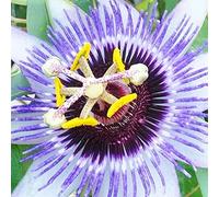 GardenersDream Passiflora Damsels Delight - Fleur de la Passion Rose-Lilas - Plante Grimpante Bicolore - Plante Extérieur Exceptionnelle