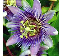 GardenersDream Passiflora Purple Rain - Fleur de la Passion Pourpre - Plante Grimpante Intense - Plante Extérieur à Grandes Fleurs
