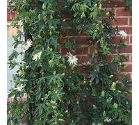 GardenersDream Passiflora Snow Queen - Fleur de la Passion Blanche - Plante Grimpante Blanc Neige - Plante Extérieur Élégante