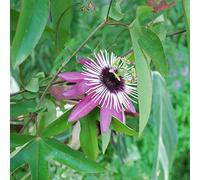 GardenersDream Passiflora Victoria - Fleur de la Passion Royale - Plante Grimpante Pourpre - Plante Extérieur Variété Premium