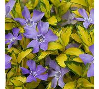 GardenersDream Petite Pervenche Illumination - Arbuste de jardin d'extérieur à feuillage persistant - Plante couvre-sol prête à l'emploi (15-25 cm, pot de 9 cm inclus)