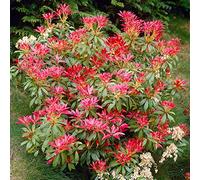 GardenersDream Pieris Japonica Forest Flame - Plante d'extérieur à feuillage persistant - Arbuste fleuri coloré nécessitant peu d'entretien (pot de 5L inclus)