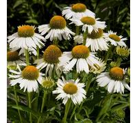 GardenersDream Plante d’Echinacea en Pot - Arbuste à Fleurs Blanches à Entretien Facile pour le Jardin - Plante Florale Extérieure Captivante (incl. Pot de 11 cm)