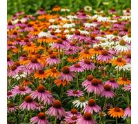 GardenersDream Plantes d’Echinacea en Pots - Arbres à Fleurs Orange, Rose, Violet et Blanc - Plante de Jardin Extérieur Captivante et Facile d’Entretien (incl. Pots de 11 cm)