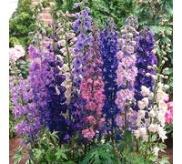 GardenersDream Plantes de Delphinium en Pots de Jardin Colorées Bleues, Pourpres, Roses, Rouges et Blanches - Plantes à Spires pour Bordures Extérieures Jardin (incl. Pot 11 cm)