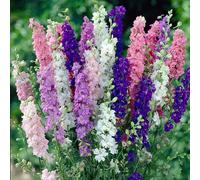 GardenersDream Plantes de Delphinium en Pots de Jardin Colorées Bleues, Pourpres, Roses, Rouges et Blanches - Plantes à Spires pour Bordures Extérieures Jardin (incl. Pot 11 cm)