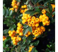 GardenersDream Pyracantha Golden Charmer - Buisson Ardent Jaune Résistant au Froid - Plante Grimpante à Baies - Plante Extérieur Attirant les Oiseaux