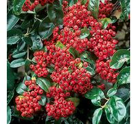 GardenersDream Pyracantha Mohave - Buisson Ardent Orange Résistant au Froid - Plante Grimpante Persistante - Plante Extérieur Vivace à Baies
