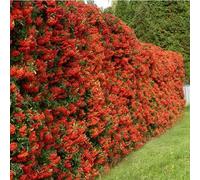 GardenersDream Pyracantha Red Column - Buisson Ardent Rouge Résistant au Froid - Plante Grimpante Colonnaire - Plante Extérieur Persistante