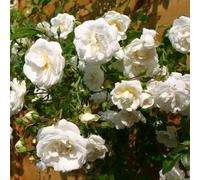GardenersDream Rosier Grimpant Blanc - Rosier en Pot Rustique et Facile d’Entretien - Plante Grimpante Fleurie pour Murs, Pergolas & Clôtures