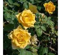 GardenersDream Rosier Grimpant Jaune - Rosier en Pot Rustique et Facile d’Entretien - Plante Grimpante Fleurie pour Murs, Pergolas & Clôtures