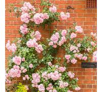 GardenersDream Rosier Grimpant Rose - Rosier en Pot Rustique et Facile d’Entretien - Plante Grimpante Fleurie pour Murs, Pergolas & Clôtures