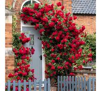GardenersDream Rosier Grimpant Rouge - Rosier en Pot Rustique et Facile d’Entretien - Plante Grimpante Fleurie pour Murs, Pergolas & Clôtures