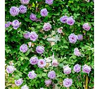 GardenersDream Rosier Grimpant violet clair - Rosier en Pot Rustique et Facile d’Entretien - Plante Grimpante Fleurie pour Murs, Pergolas & Clôtures