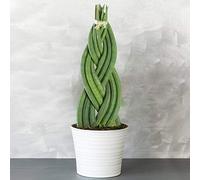GardenersDream Sansevieria Tressé - Twister | Cadeau Plante d'intérieur à Feuillage Persistant de 30 à 40 cm Pot Inclus