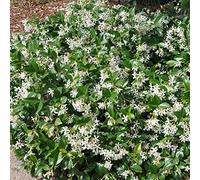 GardenersDream Trachelospermum Jasminoides - Jasmin Étoilé - Plante Grimpante Persistante Résistante au Froid - Plante Extérieur Parfumée