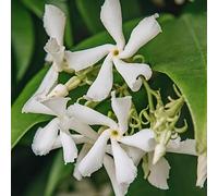 GardenersDream Trachelospermum Jasminoides - Jasmin Étoilé - Plante Grimpante Persistante Résistante au Froid - Plante Extérieur Parfumée
